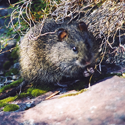 Native Australia Swamp Rat